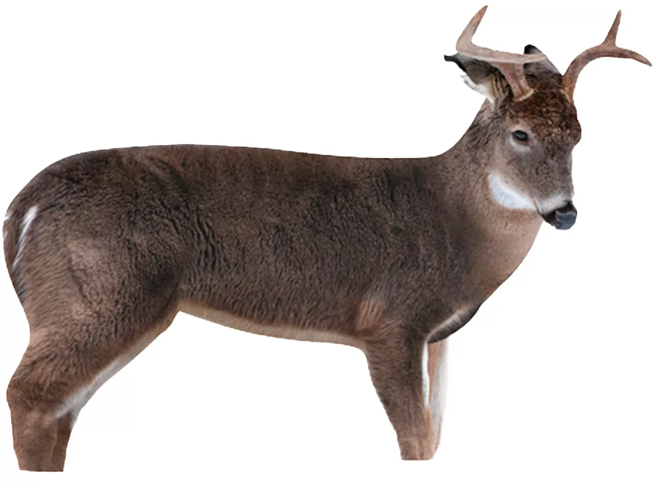 MONTANA DECOY DEER FRESHMAN BUCK
